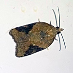 Acleris laterana small