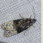 Apotomis betululetana small