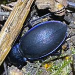 Violet Ground Beetle small