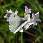 Anthocharis cardamines