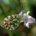Anthocharis cardamines