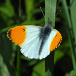 Anthocharis cardamines