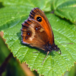 Pyronia tithonus