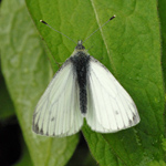 Pieris napi