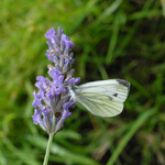 Pieris napi