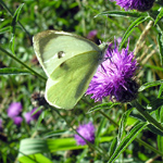 Pieris brassicae