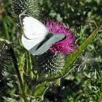 Pieris brassicae