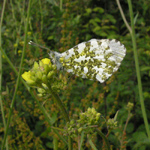 Anthocharis cardamines