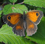 Pyronia tithonus