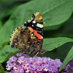 Vanessa atalanta