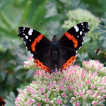 Vanessa atalanta