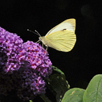 Pieris rapae