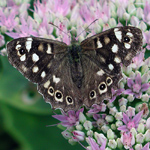 Pararge aegeria
