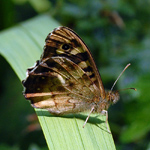 Pararge aegeria