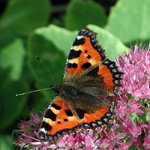Aglais urticae