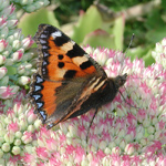 Aglais urticae