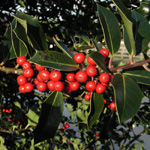 Ulex europaeus