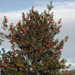 Ilex aquifolium