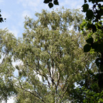 Betula pendula