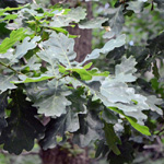Ulex europaeus