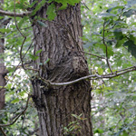 Quercus petraea