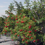 Sorbus aucuparia