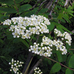 Sorbus aucuparia